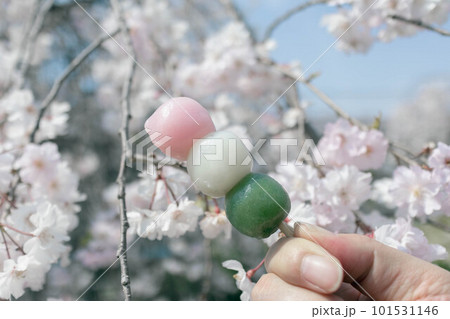 春の和菓子 花見団子 春の和菓子 花見団子 101531146