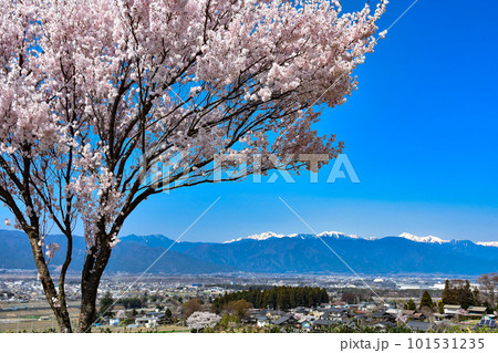 高台から桜と北アルプスを眺める 101531235