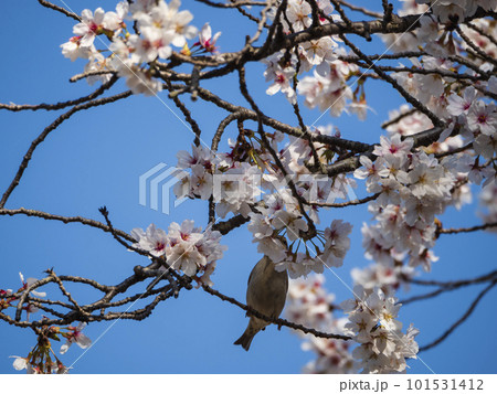 青空と桜と小鳥 青空と桜と小鳥 101531412