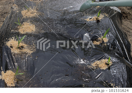 トウモロコシの苗植え付け トウモロコシの苗植え付け 101531624