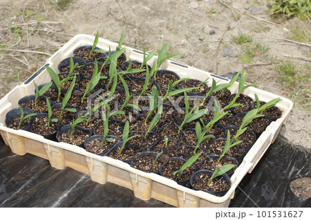 トウモロコシの苗植え付け トウモロコシの苗植え付け 101531627