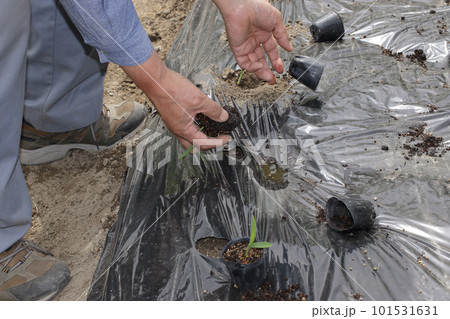 トウモロコシの苗植え付け トウモロコシの苗植え付け 101531631