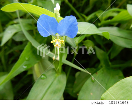 ツユクサ 101531643