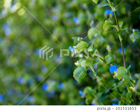 ツユクサ ツユクサ 101531653
