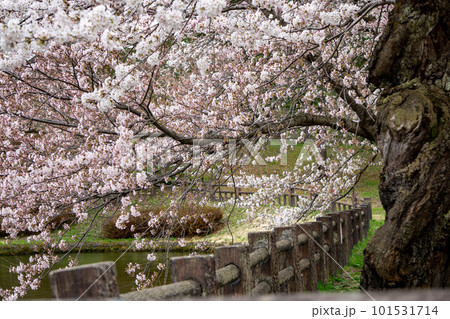 松が岬公園の堀と桜 松が岬公園の堀と桜 101531714