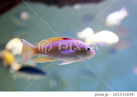 ケラマハナダイ 101531839