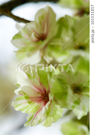 桜 信濃川・やすらぎ堤の化粧咲きの鬱金桜 (うこんざくら) 101531857