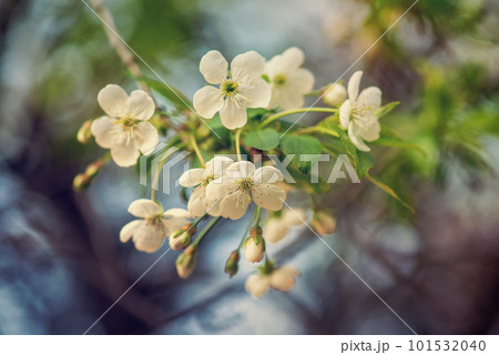 Cherry flowers frame 101532040