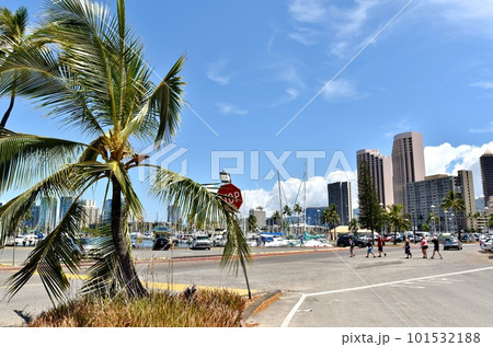 ヨットハーバーとヤシの木 101532188
