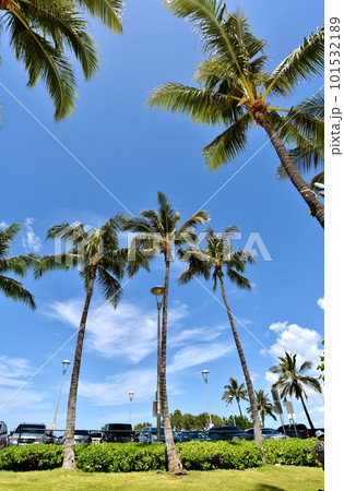 ハワイの休日 101532189