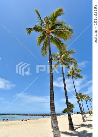 ヤシの木が並ぶビーチあおいそ ヤシの木が並ぶビーチあおいそ 101532195