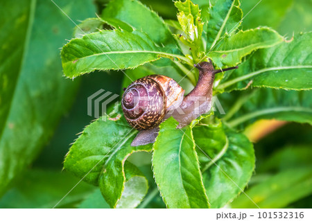 Copse snail, Arianta arbustorum, igliding on the plant in the garden. Macro, close-up. Copse snail, Arianta arbustorum, igliding on the plant in the garden. Macro, close-up. 101532316