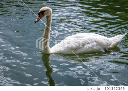 A graceful white swan swimming on a lake with dark water. The white swan is reflected in the water 101532366