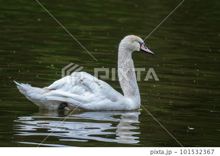 A graceful white swan swimming on a lake with dark water. The white swan is reflected in the water A graceful white swan swimming on a lake with dark water. The white swan is reflected in the water 101532367