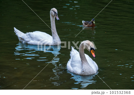 Two graceful white swans swim in the dark water. 101532368