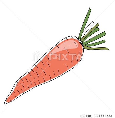 Vector lineart style orange carrot with greenery isolated on white background 101532688