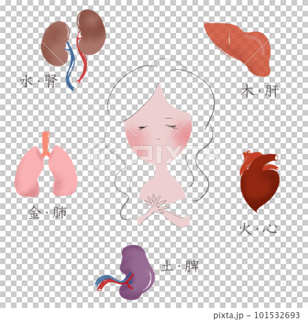 An illustration showing the relationship between the five elements of oriental medicine and the five organs 101532693