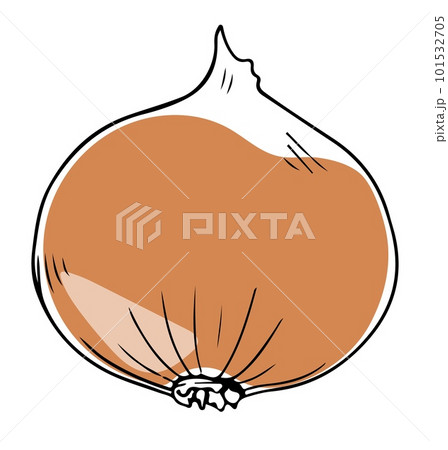 Vector single lineart style yellow onion isolated on white background Vector single lineart style yellow onion isolated on white background 101532705