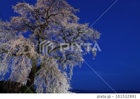 ライトアップされた麻績の里 石塚桜 【夜桜】 【青い空】 ライトアップされた麻績の里 石塚桜 【夜桜】 【青い空】 101532891