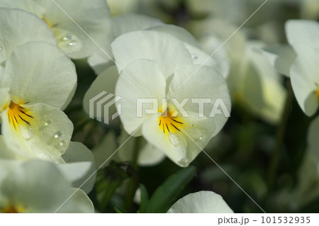 春を告げるパンジーの花 101532935