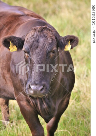 和牛 和牛 101532980