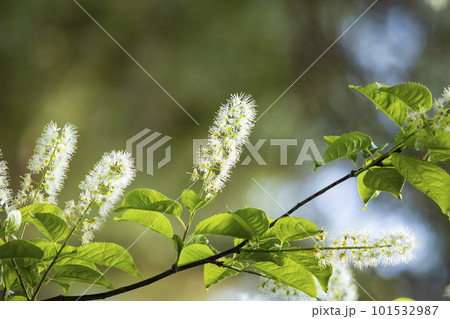 ウワミズザクラ 101532987