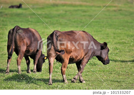 和牛 和牛 101533207