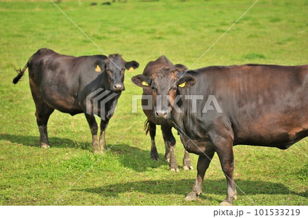 和牛 和牛 101533219