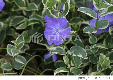 春の庭に咲く紫色のツルニチニチソウの花 101533293