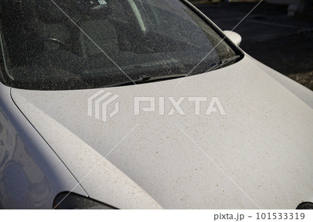 黄砂で汚れた車 黄砂で汚れた車 101533319