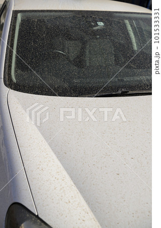 黄砂で汚れた車 101533331