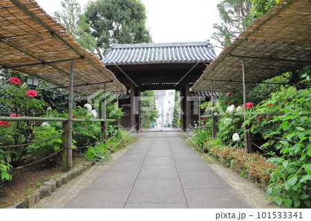 薬王院（やくおういん）　牡丹と山門　新宿区下落合 101533341