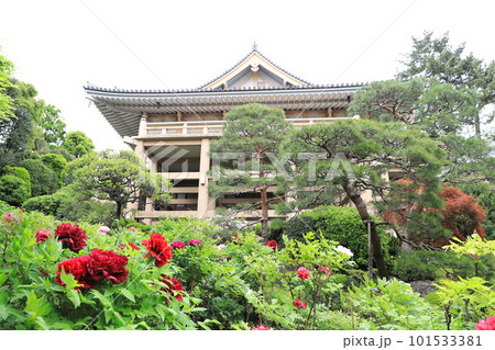 薬王院(やくおういん)たくさんの牡丹のある境内 新宿区下落合 薬王院(やくおういん)たくさんの牡丹のある境内 新宿区下落合 101533381