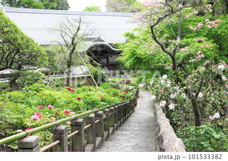 薬王院（やくおういん）たくさんの牡丹のある境内　新宿区下落合 101533382