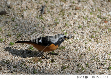 イモムシをくわえたジョウビタキ 101533383