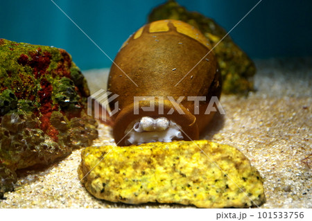 たこつぼに籠もるイイダコ 101533756