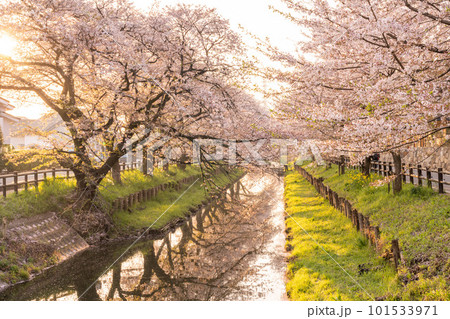 朝日に照らされた新河岸川沿いに咲く満開の桜 101533971