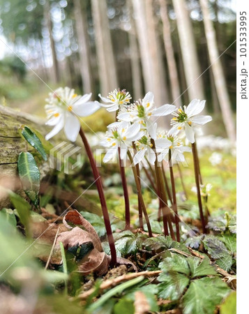 《四国・高知県の牧野公園》春の訪れを告げるバイカオウレンファミリー 《四国・高知県の牧野公園》春の訪れを告げるバイカオウレンファミリー 101533995