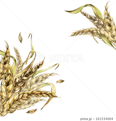 Board of wheat ear, barley watercolor illustration isolated on white background. Board of wheat ear, barley watercolor illustration isolated on white background. 101534004