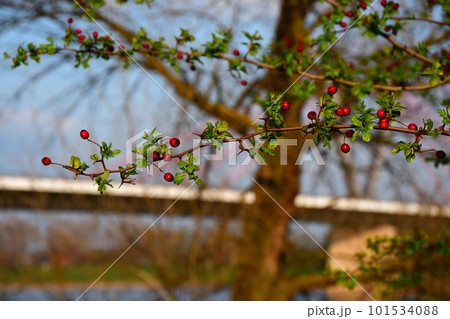 Berries on a green branch of a tree against a body of water 101534088
