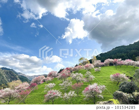 《四国・高知県仁淀川町》山に咲く満開の花桃 101534285