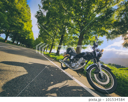 メタセコイア並木とバイク 101534584