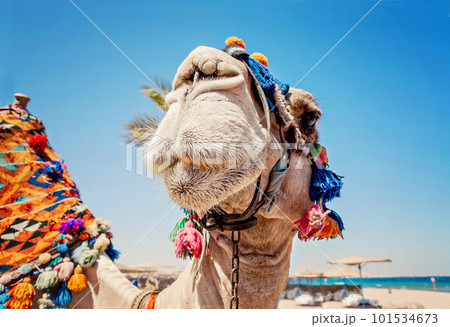 Head of the camel with open eyes, close-up, portrait, Egypt 101534673