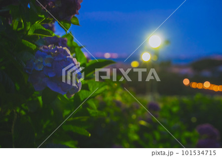 夜の街に咲く紫陽花 101534715
