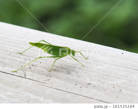 窓辺に来たセスジツユムシのメス。 窓辺に来たセスジツユムシのメス。 101535284