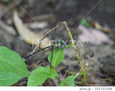 石垣島と西表島だけにすむ固有種。ヒメホソサナエ。オス。 石垣島と西表島だけにすむ固有種。ヒメホソサナエ。オス。 101535309