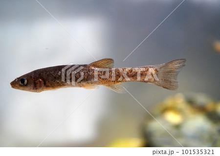 タカハヤ 101535321