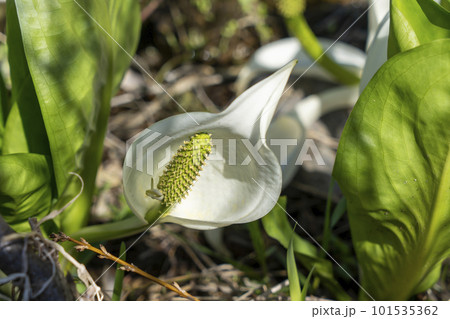 春の野に咲く水芭蕉 101535362