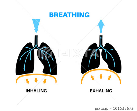 Breathing process poster 101535672