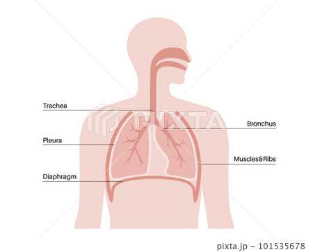 Pleura anatomical poster Pleura anatomical poster 101535678